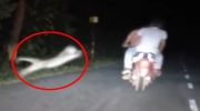 Đi xe máy trong đêm, 2 người đàn ông bất ngờ bị một con vật xồ ra vồ lấy